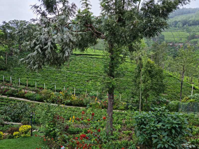 A CHARMING COTTAGE SALE IN COONOOR