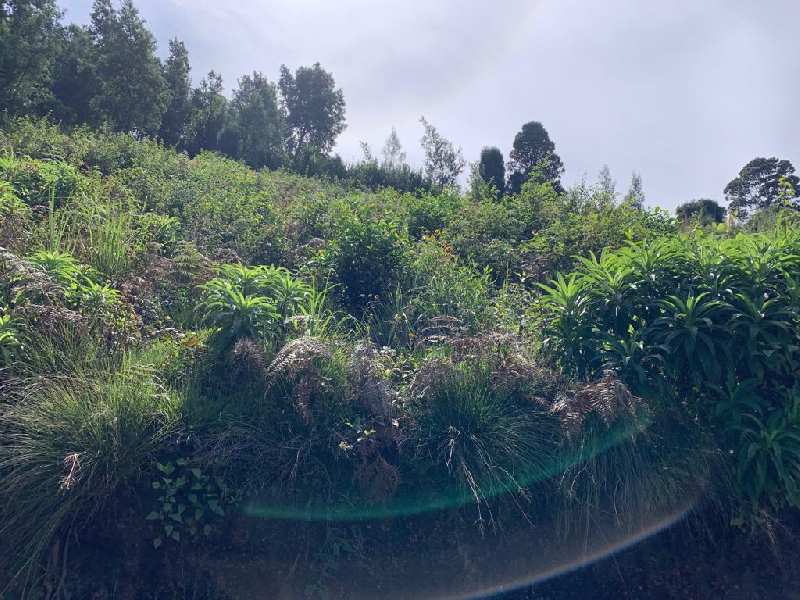 Gated community Plot for sale in Coonoor