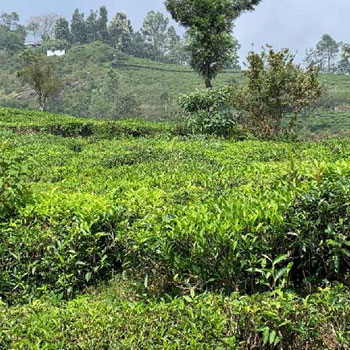 75 Cents Residential plot for sale in Coonoor