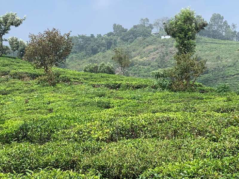 75 Cents Residential plot for sale in Coonoor