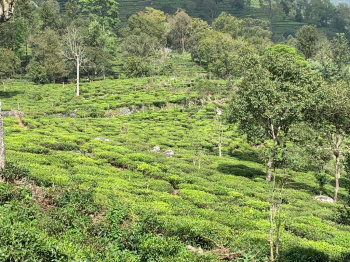 Residential plot for sale in Kotagiri