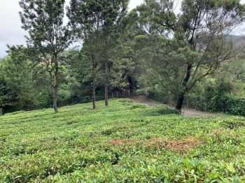 Residential plot for sale in Coonoor