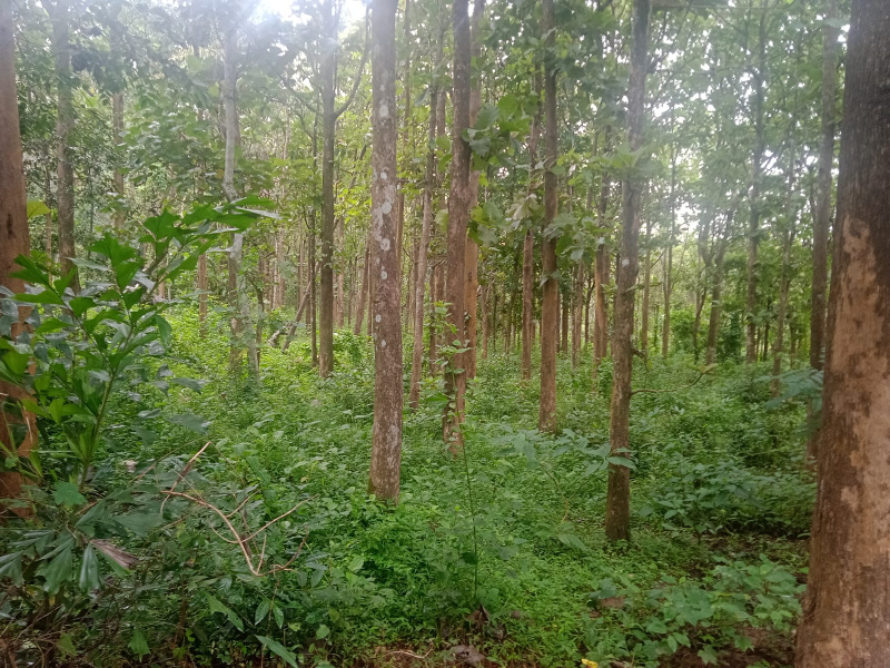 2.85 Acre Residential Plot for Sale in Mysore Road, Ooty