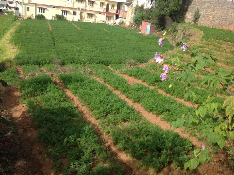 30 Cents Plots For Sale in Ooty
