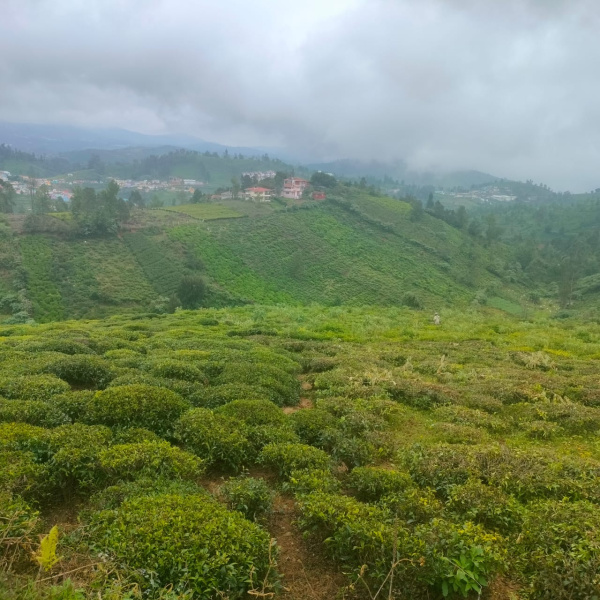 1.3 Acres Land for Sale in Ooty