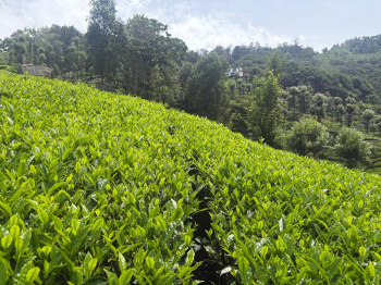 Residential land for sale in Coonoor