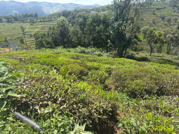 Residential plot for sale in Kotagiri