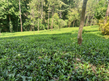 40 Acres Plantation Property for Sale – Mettupalayam