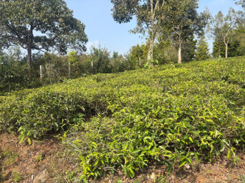 Residential plot for sale in Coonoor