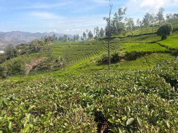 Tea Estate for Sale In Kotagiri
