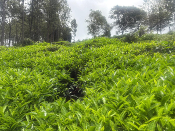 Residential plot for sale in Kotagiri