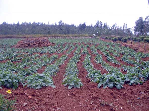 Agriculture Land 9.5 Acres for Sale At Kannakambai