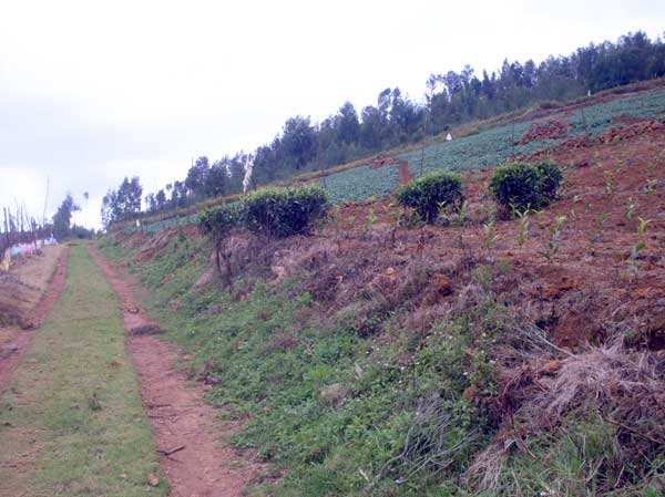 Agriculture Land 9.5 Acres for Sale At Kannakambai