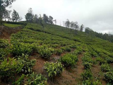 Agricultural/Farm Land for Sale in Kotagiri, Ooty (8.5 Acre)