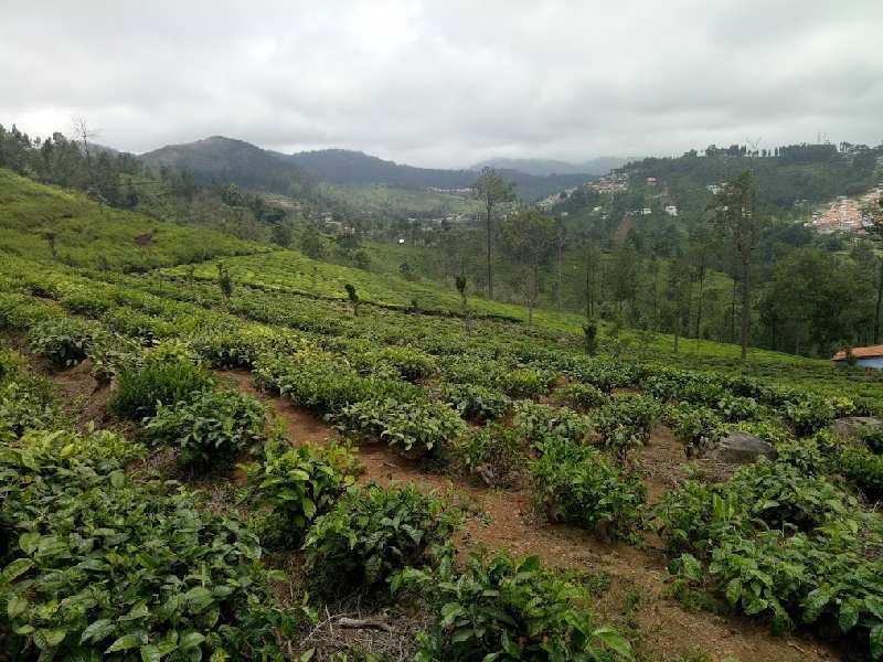 Agricultural/Farm Land for Sale in Kotagiri, Ooty (8.5 Acre)