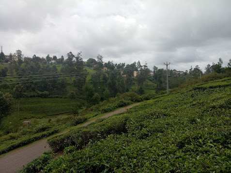 Agricultural/Farm Land for Sale in Kotagiri, Ooty (8.5 Acre)