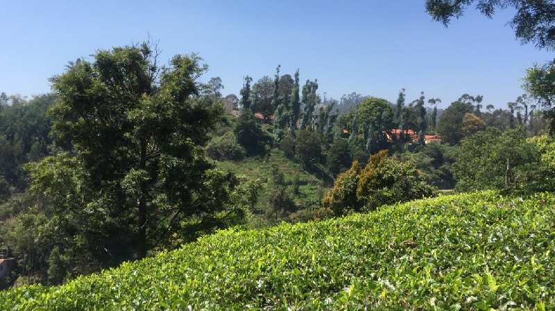 8 Cent Residential Plot for Sale in Coonoor, Ooty