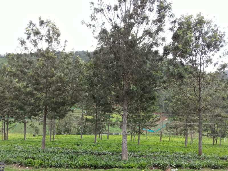 Agricultural plot