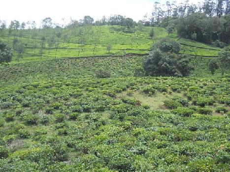 50 Acre Agricultural/Farm Land for Sale in Coonoor, Nilgiris