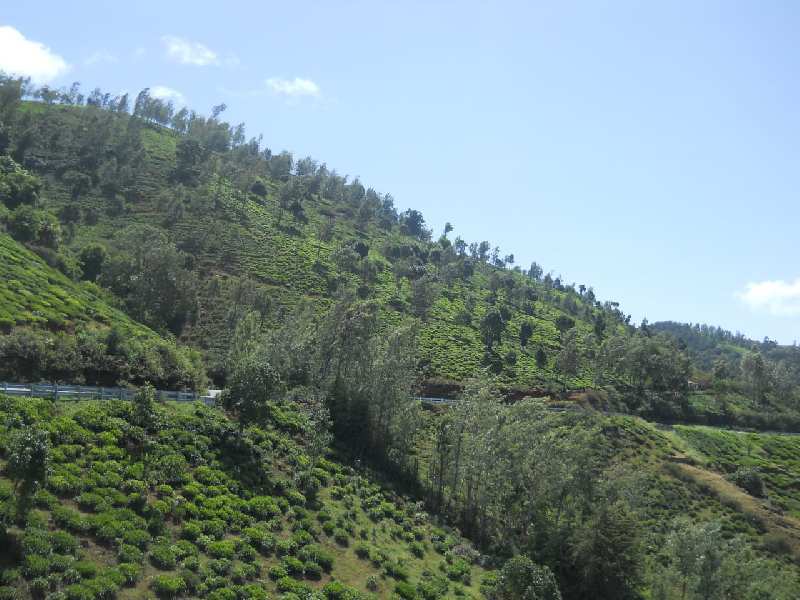 50 Acre Agricultural/Farm Land for Sale in Coonoor, Nilgiris