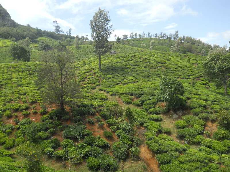 50 Acre Agricultural/Farm Land for Sale in Coonoor, Nilgiris