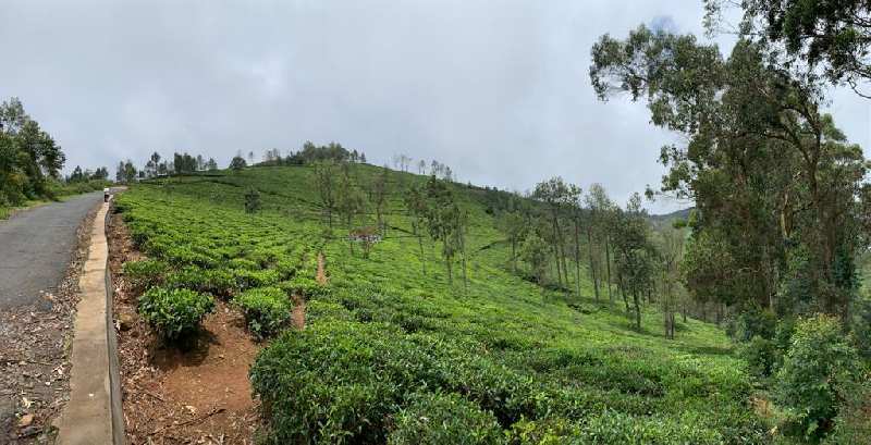 8.53 Acre Agricultural/Farm Land for Sale in Kotagiri, Ooty