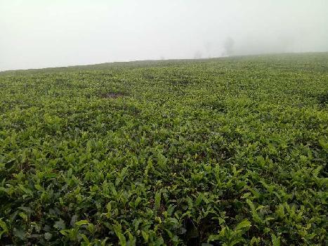 26 Acre Agricultural/Farm Land for Sale in Coonoor, Nilgiris