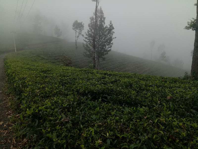 26 Acre Agricultural/Farm Land for Sale in Coonoor, Nilgiris