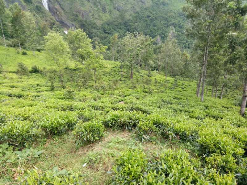 42 Cent Residential Plot for Sale in Huligal, Nilgiris (20 Cent)