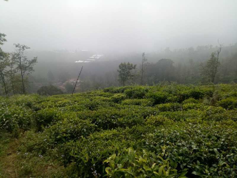 53 Cent Residential Plot for Sale in Coonoor, Nilgiris