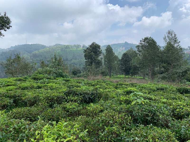 75 acres land with beautiful views for sale in kotagiri
