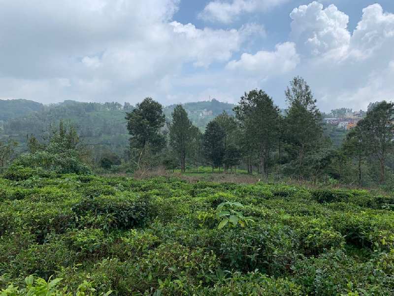 75 acres land with beautiful views for sale in kotagiri