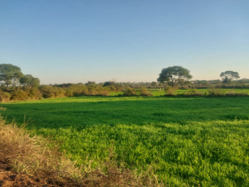 5.5 Acre Agricultural/Farm Land for Sale in Panagar, Jabalpur