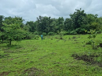 500 + Acre agriculture land available mhasla taluka raigad district