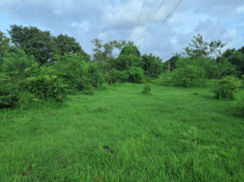 Agricultural/Farm Land for Sale in Kankavli, Sindhudurg (4 Acre)