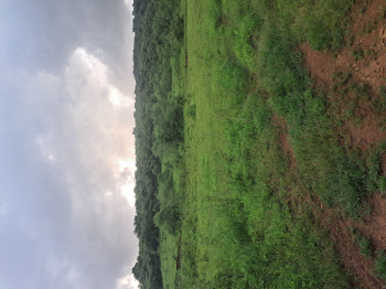 Agricultural/Farm Land for Sale in Kankavli, Sindhudurg (68 Acre)