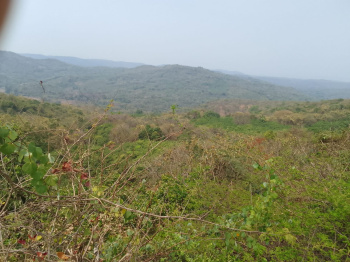 Agricultural/Farm Land for Sale in Kankavli, Sindhudurg (75 Acre)