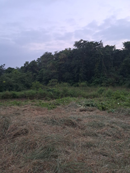 Agricultural/Farm Land for Sale in Kudal, Sindhudurg (65 Acre)