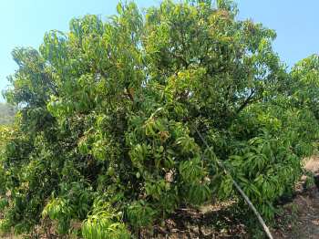 Agriculture land and Mango Farm available devgad taluka