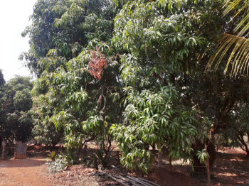Agriculture land available Malvan taluka