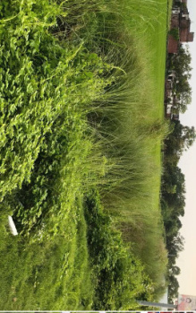 Industrial Land / Plot For Sale In Kasia Bazaar, Kushinagar (3900 Sq.ft.)