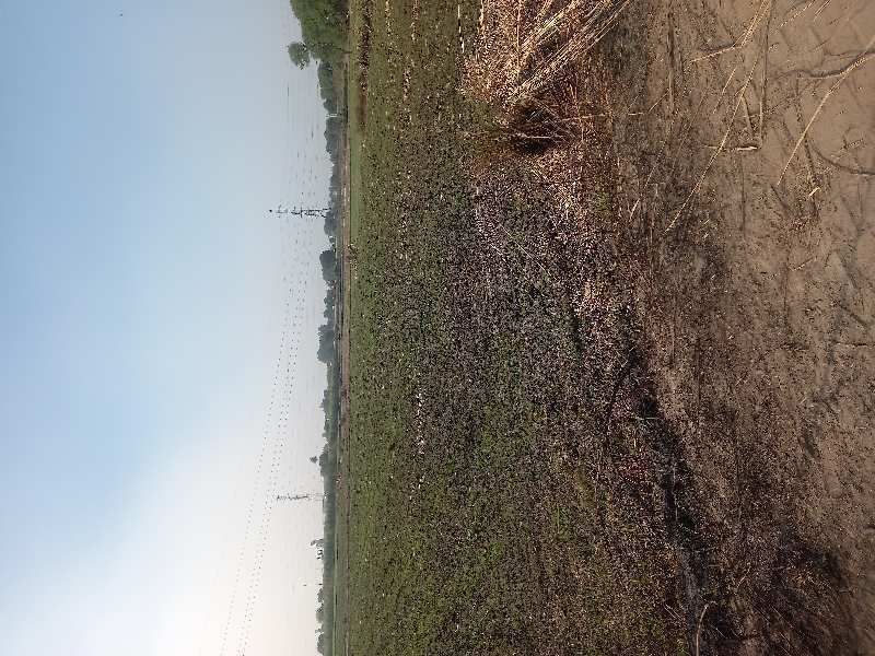 It's a huge agricultur land near by NH 19 highway .