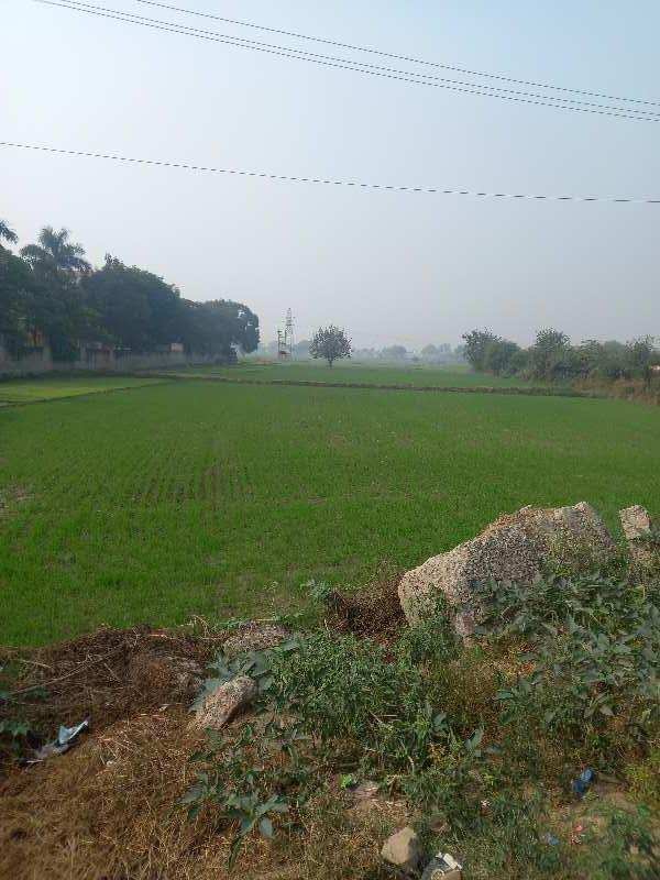 Agricultural farm on NH palwal