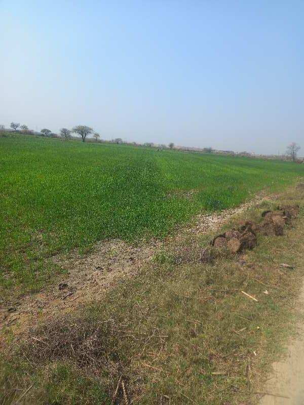 10 Acre Agricultural/Farm Land for Sale in Mandkola, Palwal