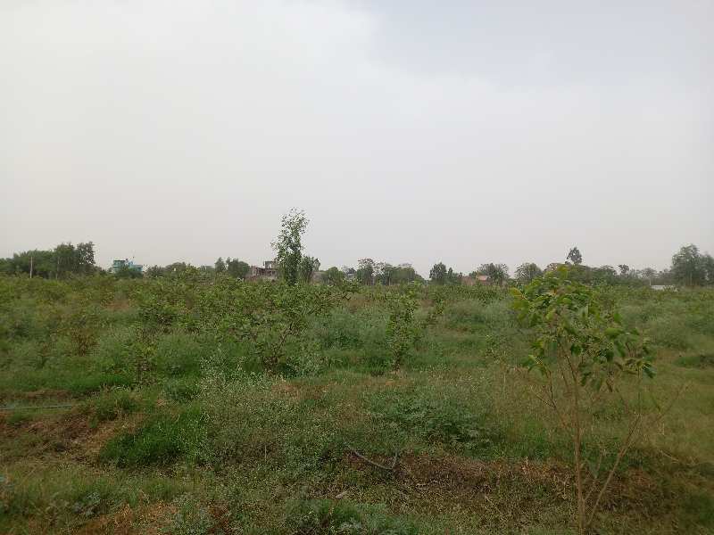 17 Acre Agricultural/Farm Land for Sale in Hodal, Palwal