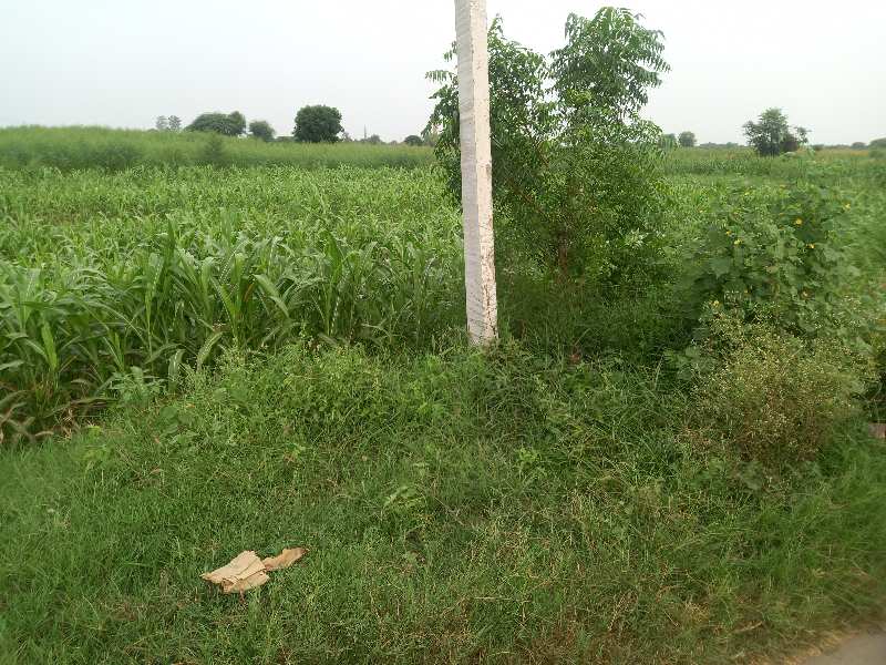 11 Acre Agricultural/Farm Land for Sale in Hathin, Palwal