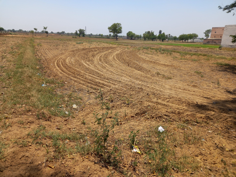 Agricultur land on Palwal to mandkola road