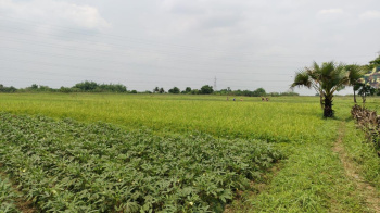 Residential Plot for Sale in Singur, Hooghly (15 Bigha)