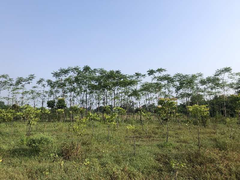 290000 Sq.ft. Agricultural/Farm Land for Sale in Halol, Panchmahal
