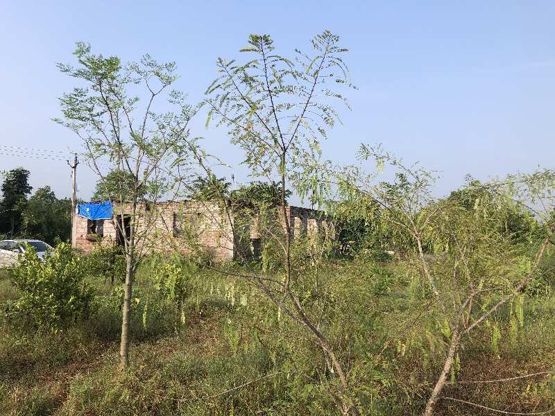290000 Sq.ft. Agricultural/Farm Land for Sale in Halol, Panchmahal